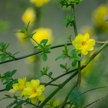 Winter Jasmine Plant, yellow flowers