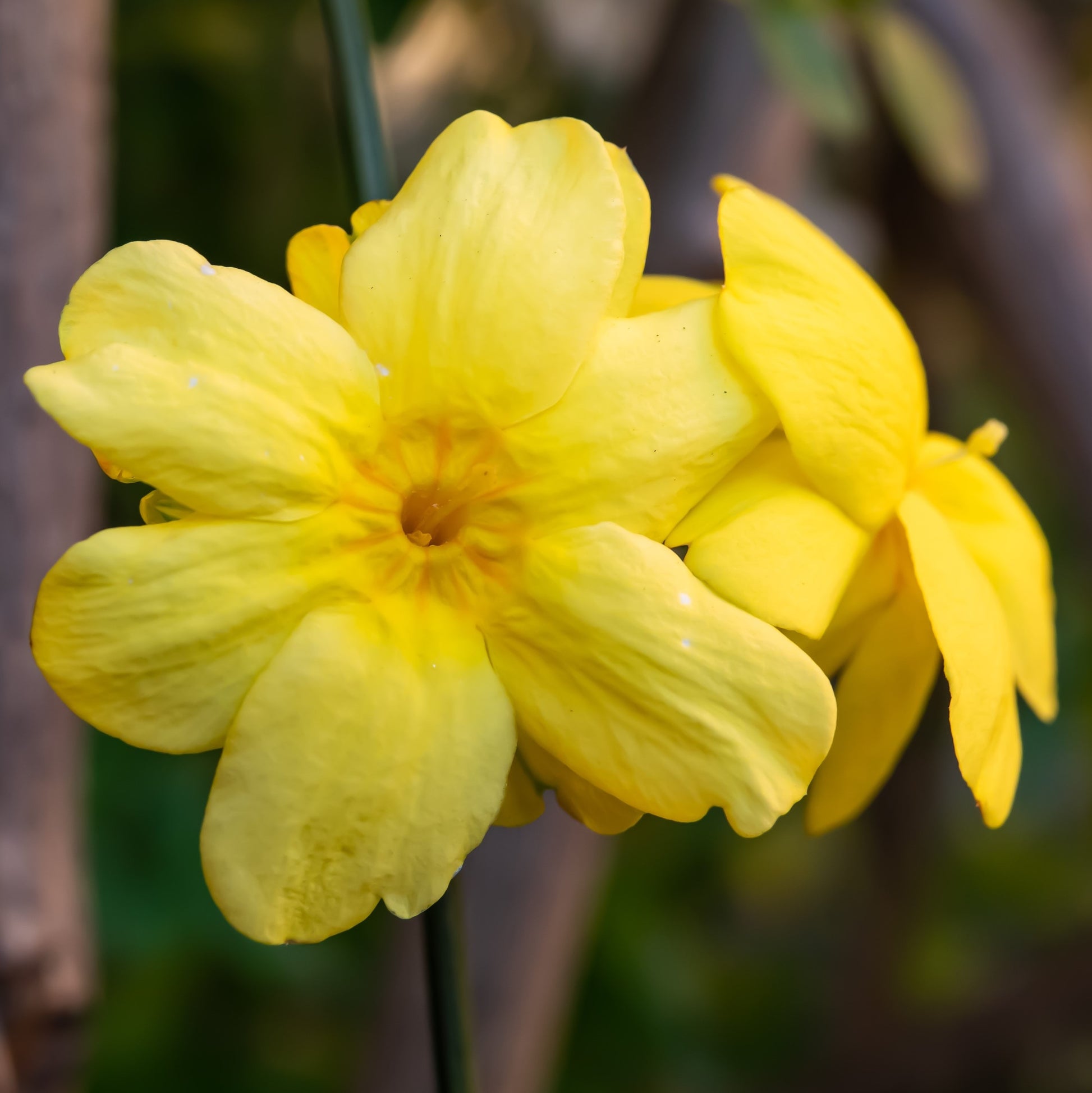 Winter Jasmine Flowers