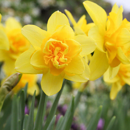 Fragrant Narcissus Bulbs for Sale Online | Yellow Cheerfulness – Easy ...