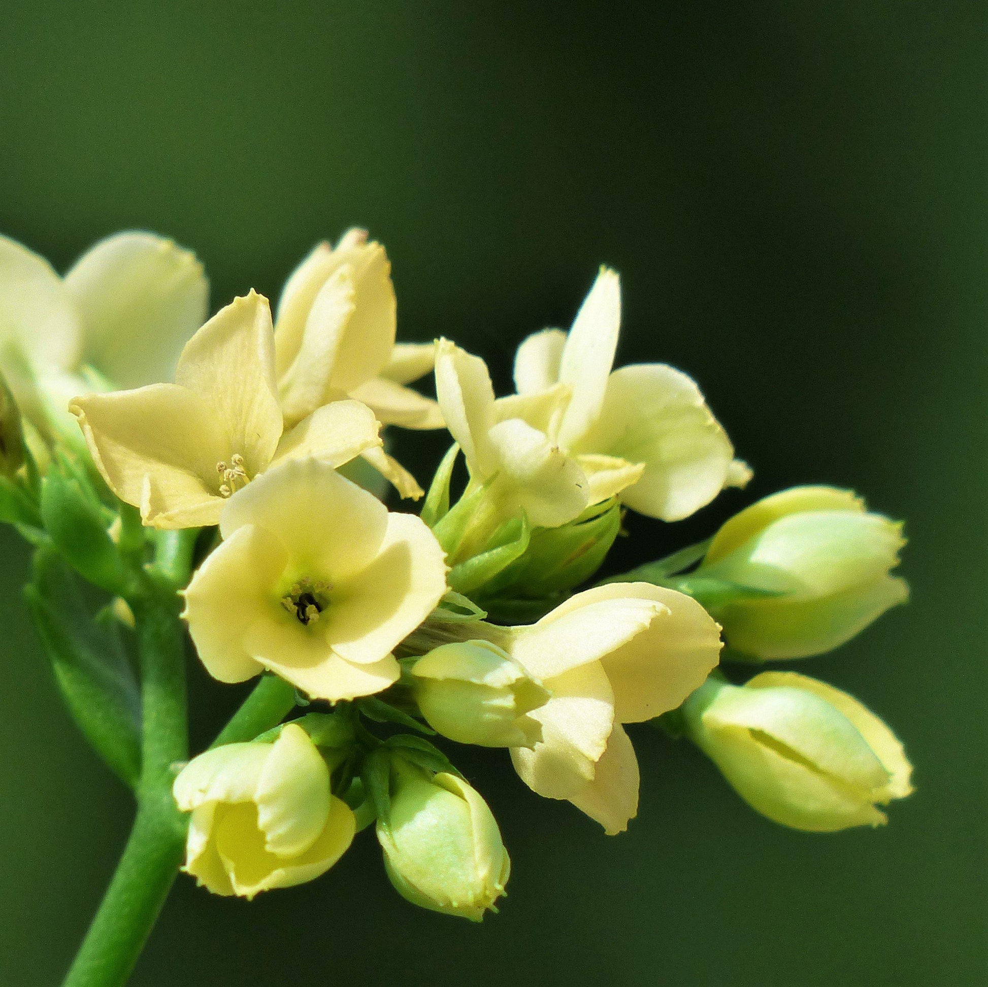 Close up on beautiful yellow baby tuberose flower