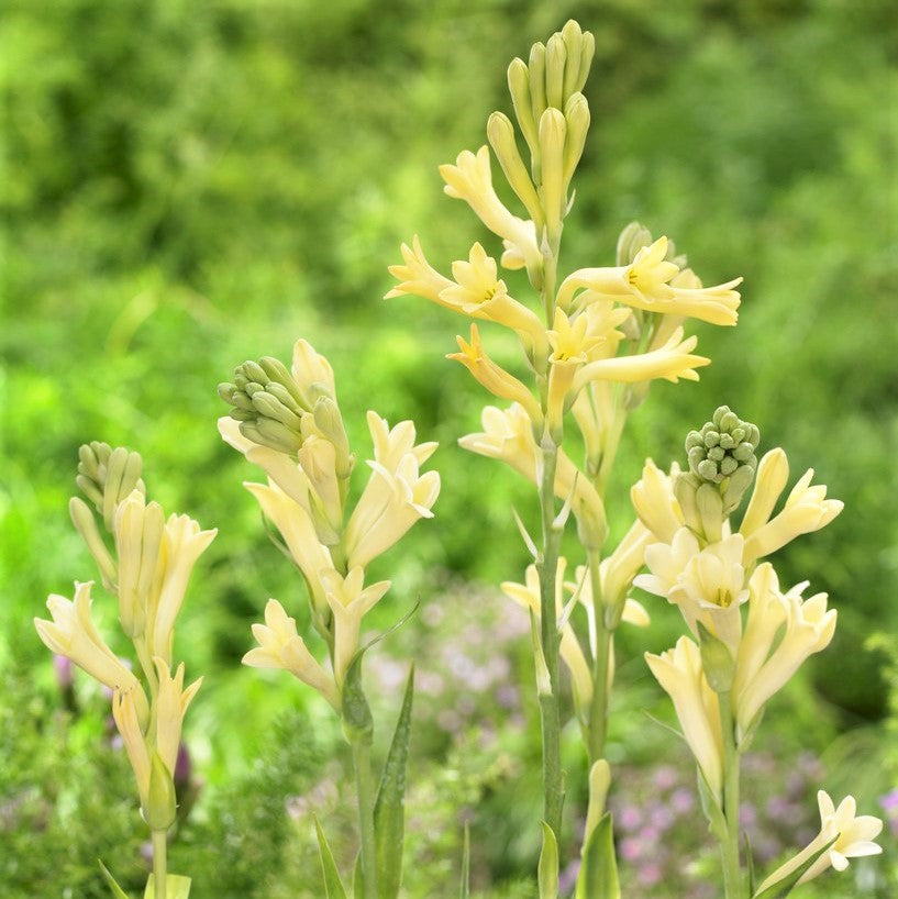 Field of Yellow Baby Tuberose