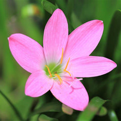 Pink store rain lily