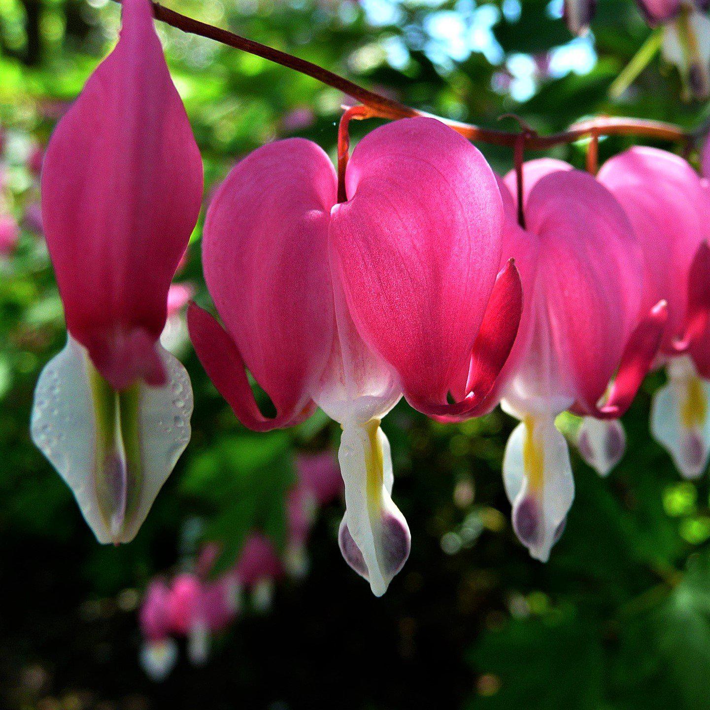 Stuart Boothman Bleeding Heart