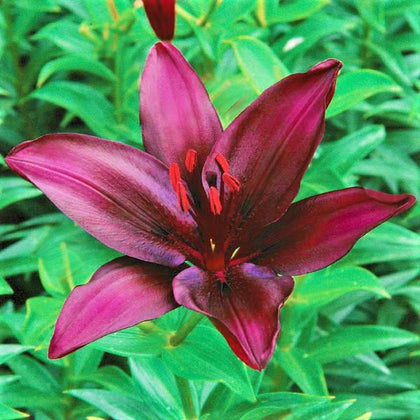 Lilium - Asiatic Lily Dark Secret – Easy To Grow Bulbs