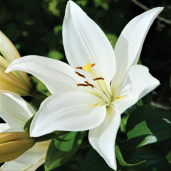 Lilium - Asiatic Lily Bright Diamond – Easy To Grow Bulbs