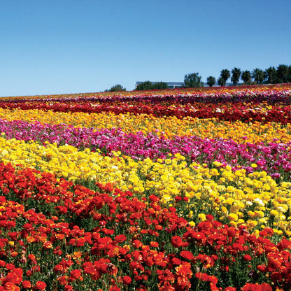 Ranunculus - Tecolote Flower Fields Collection