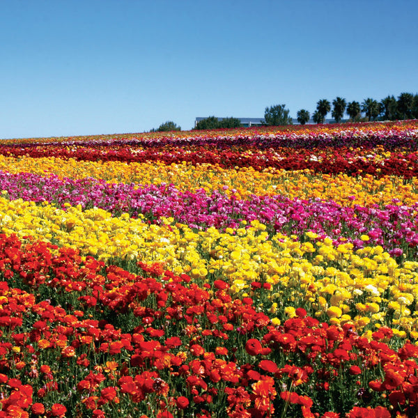Ranunculus Flower Fields Collection | Ranunculus Bulbs for Sale – Easy ...