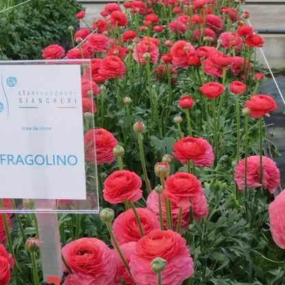 Hot Pink Italian Ranunculus Fragolino