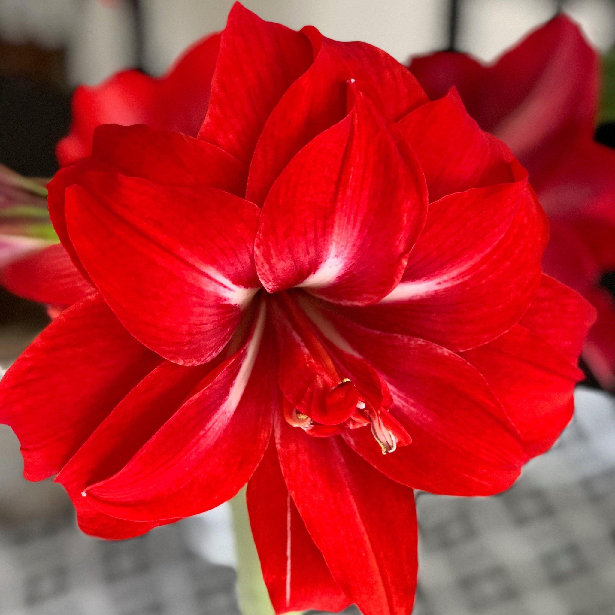 Red Double Bloom Amaryllis Bulbs For Sale | Red Peacock – Easy To Grow ...