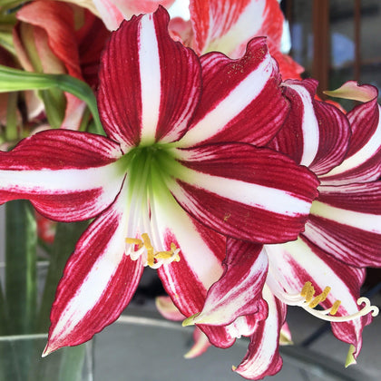 Fragrant Red Trumpet Amaryllis Bulbs For Sale | Amaryllis Santiago ...