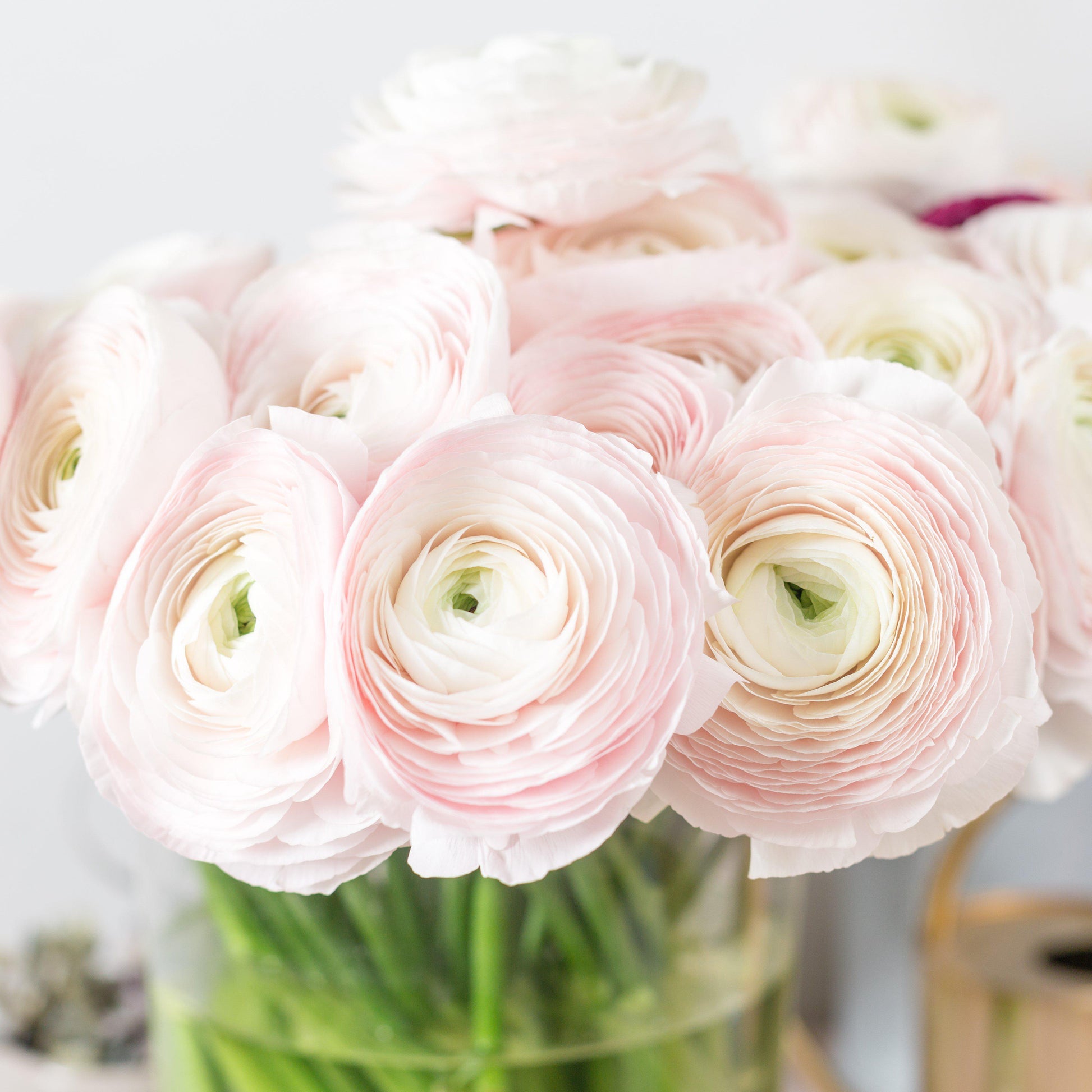 light pink italian ranunculus in vase