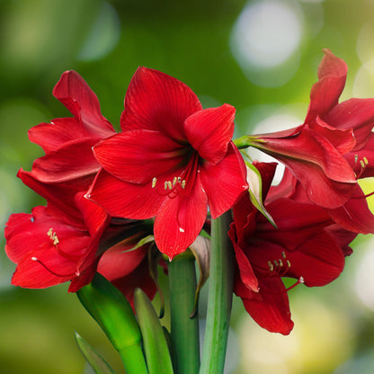 A Plethora of Red Amaryllis Blooms