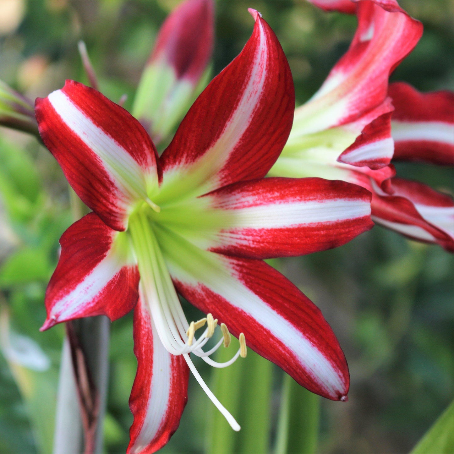 Red and White Striped Amaryllis Santiago