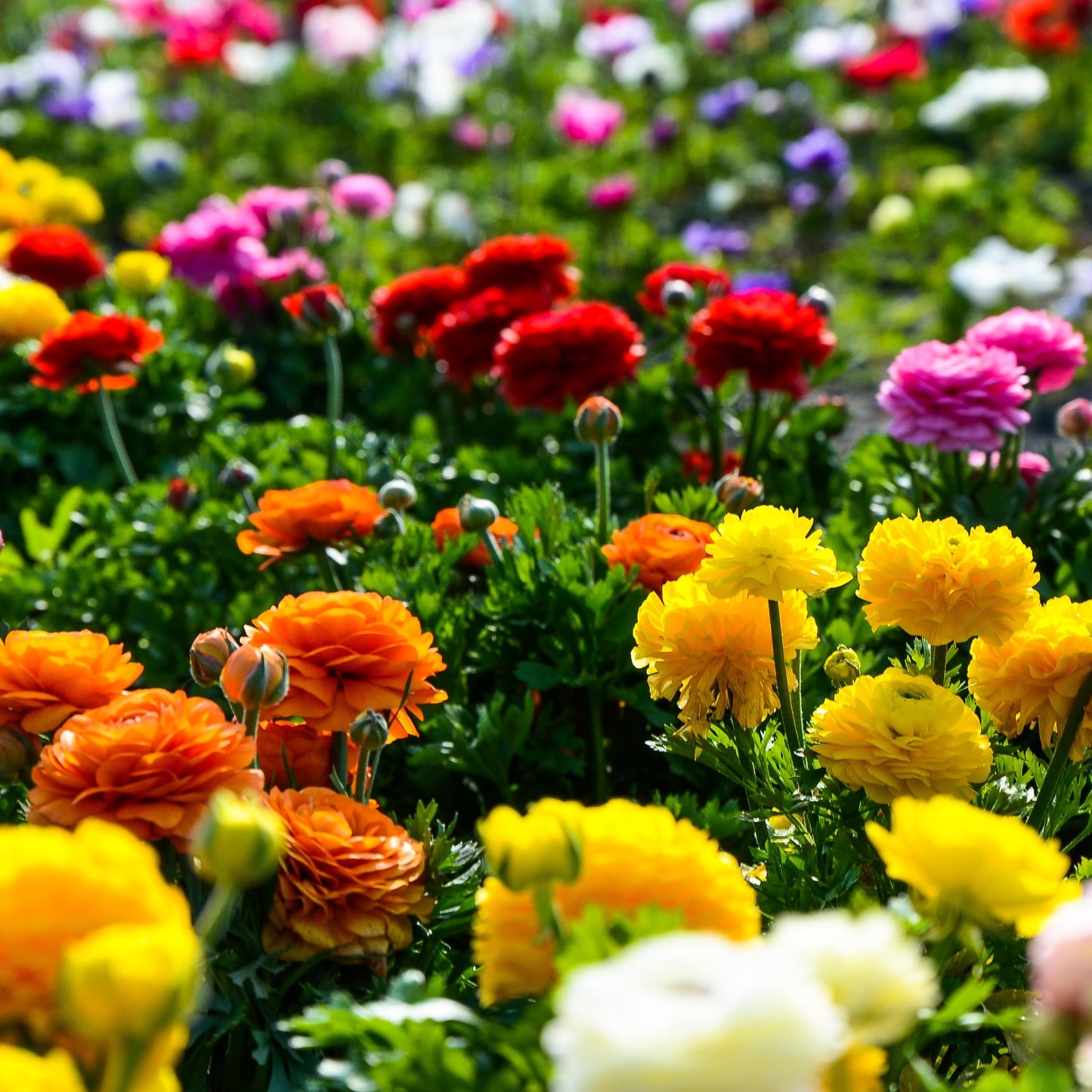 Ranunculus - Tecolote Rainbow Mix