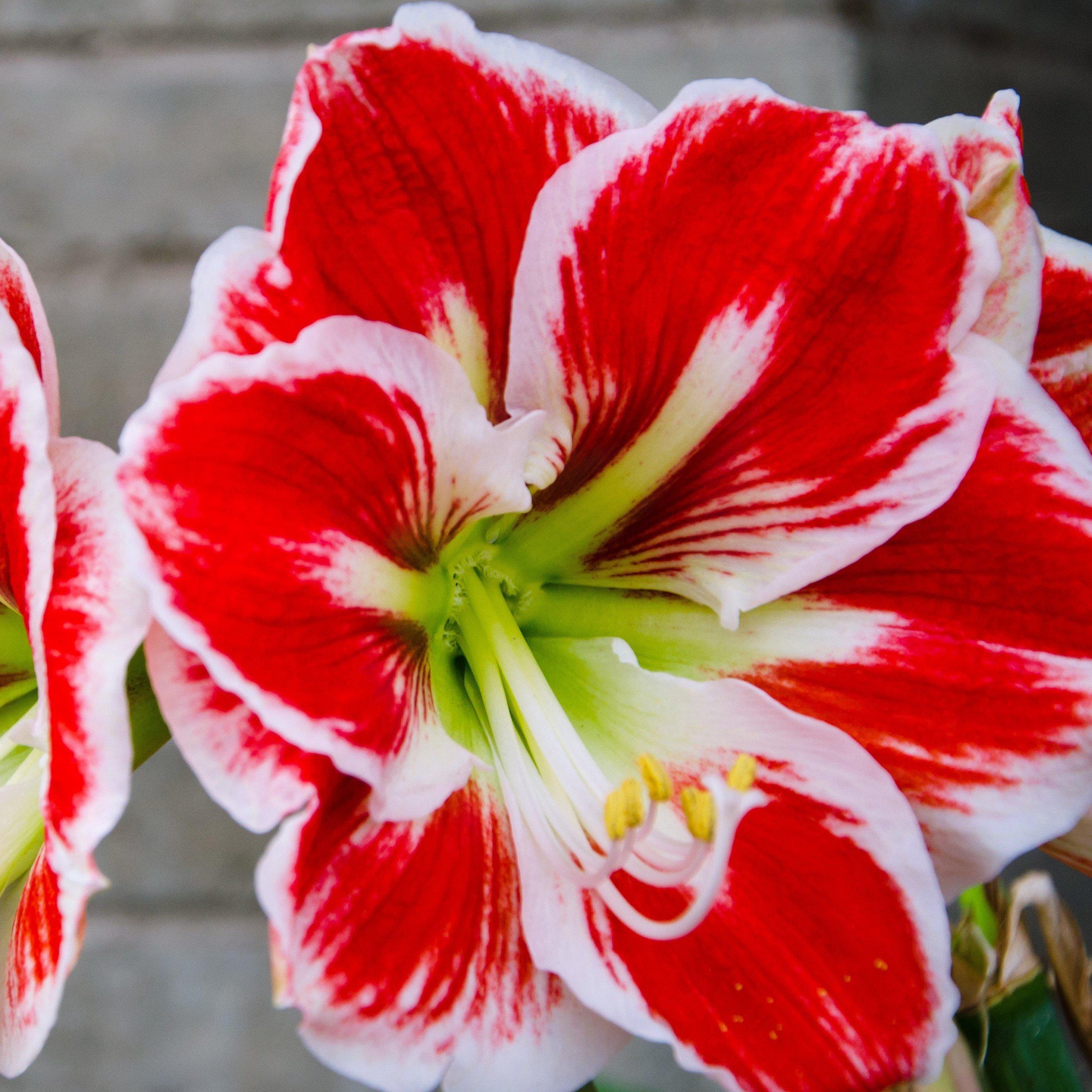 Red and Green Amaryllis Samba