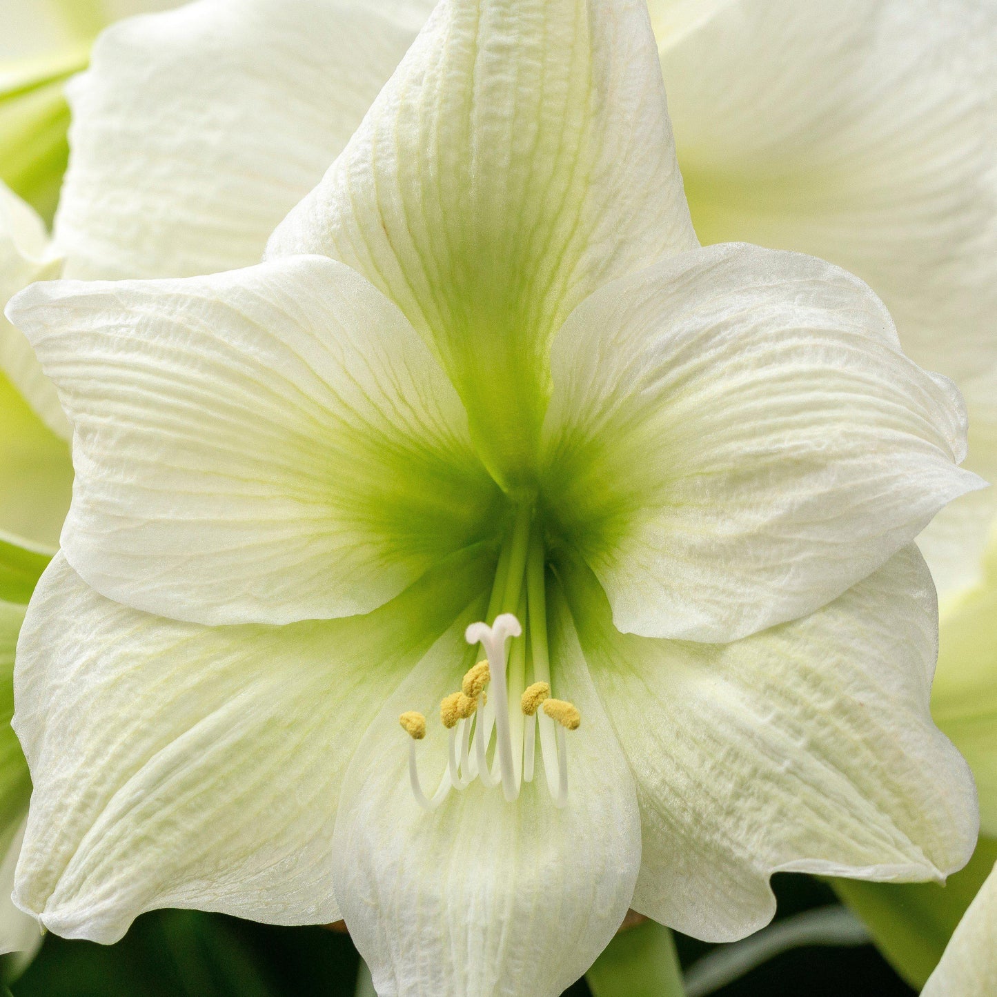 Closeup of Amaryllis White Christmas