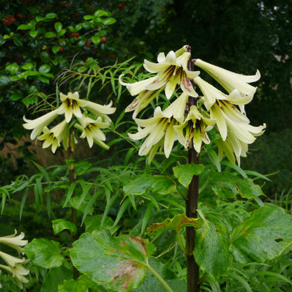 Giant Himalayan Lily