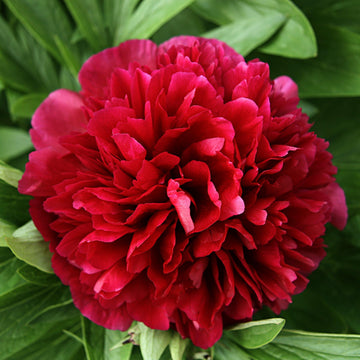 Easy to Grow | Peony Divisions, Fall & Spring Planted Options – Easy To ...