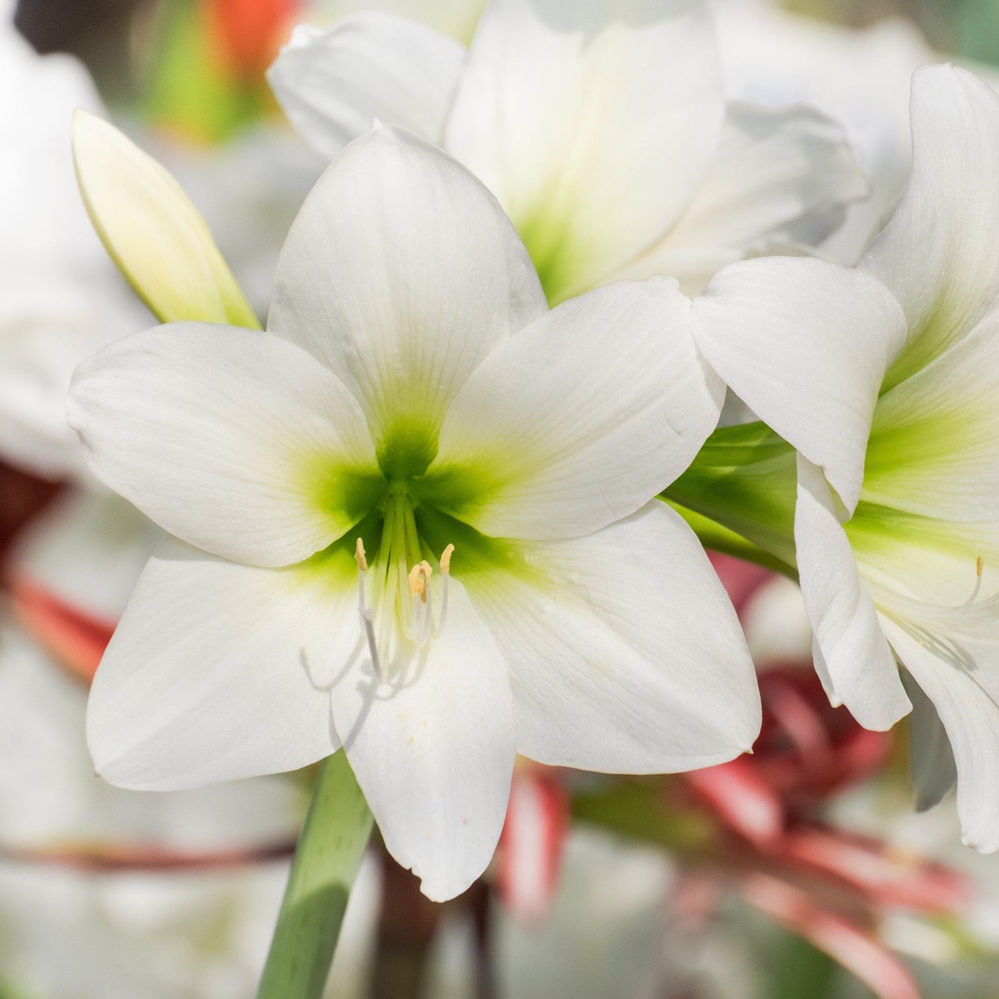 Amaryllis White Christmas