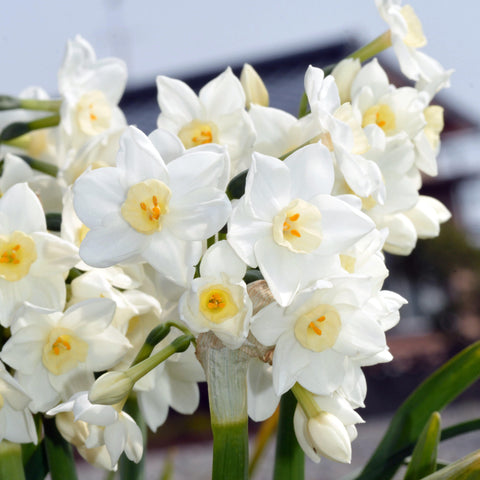 Paperwhites Growing & Planting Guide from Easy to Grow – Easy To Grow Bulbs