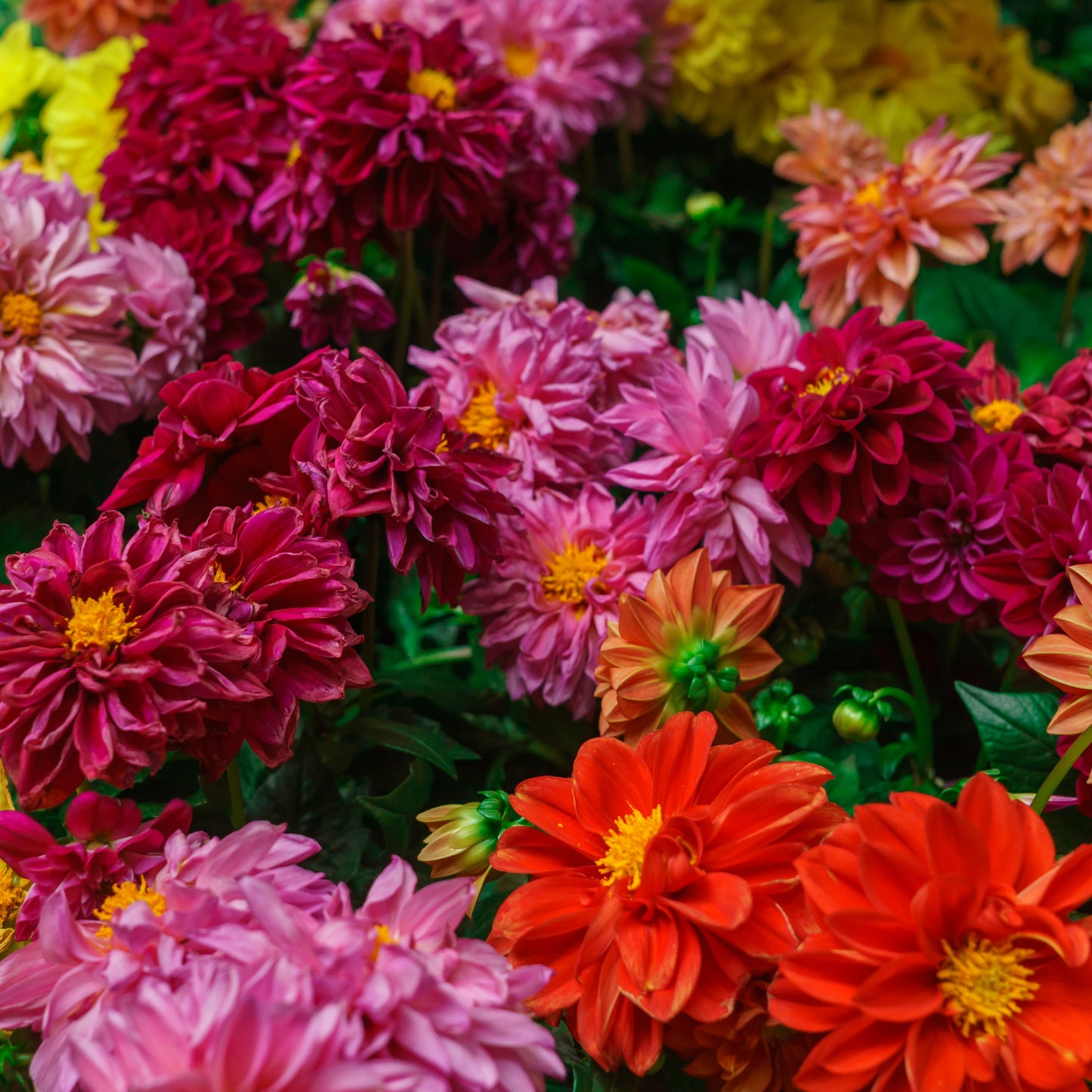 Dahlia - Petite Container Mix