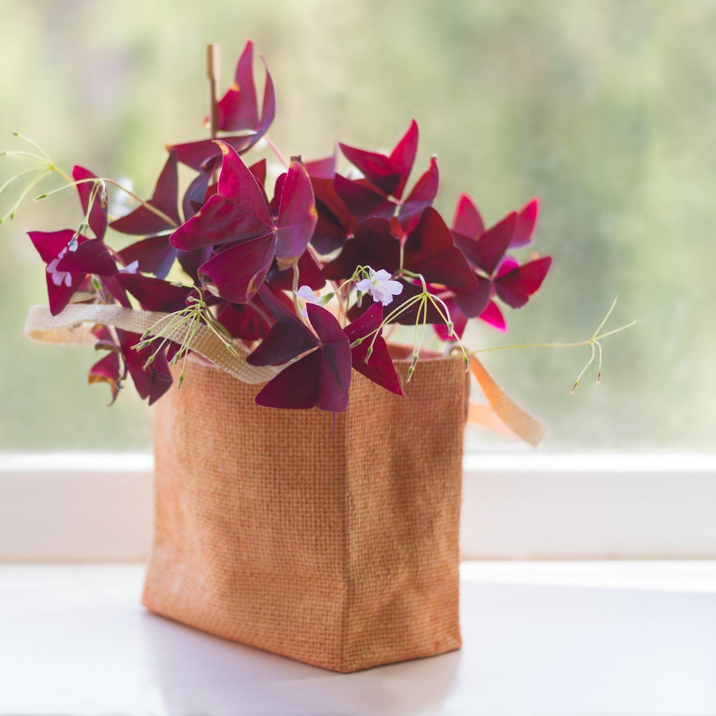 Purple Shamrock in a Bag