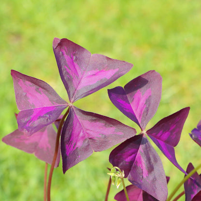 Close Up Purple Flowers Oxalis Triangularis 