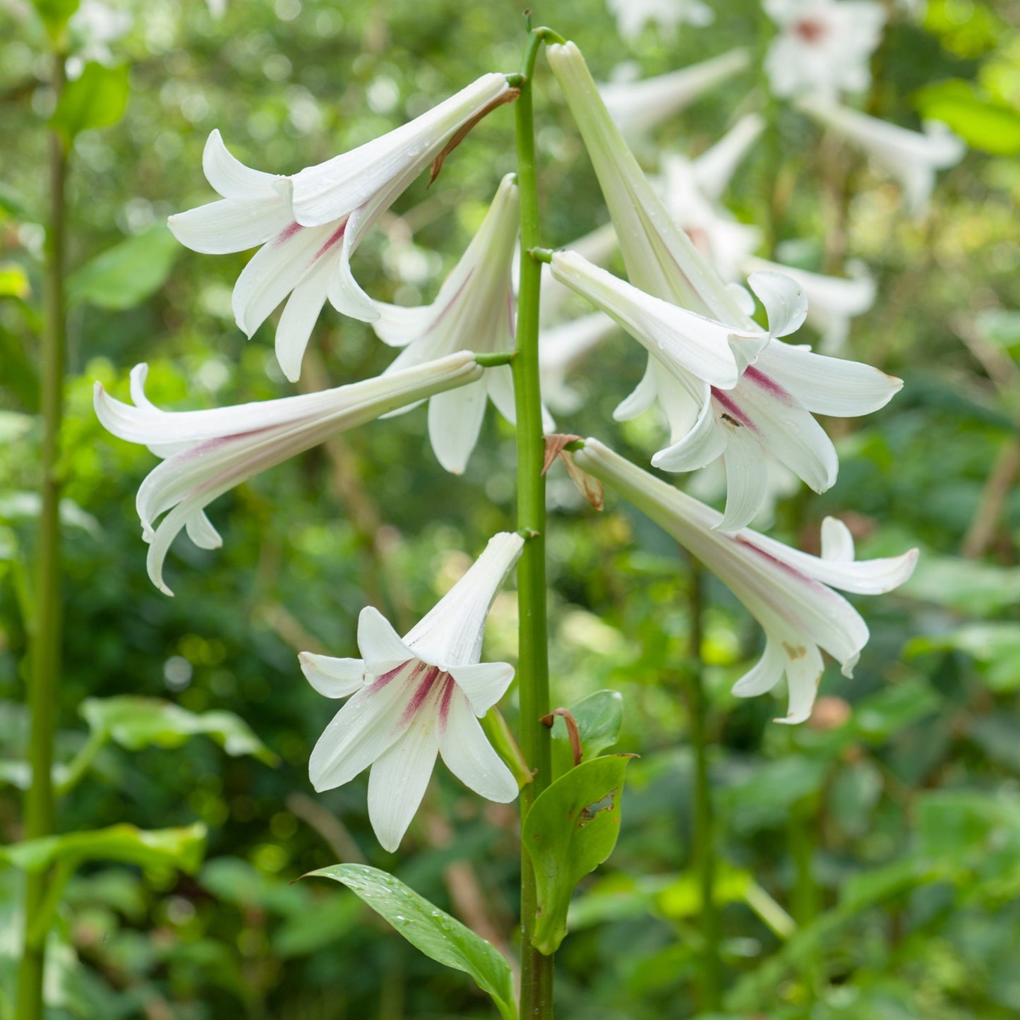 Giant Himalayan Lily