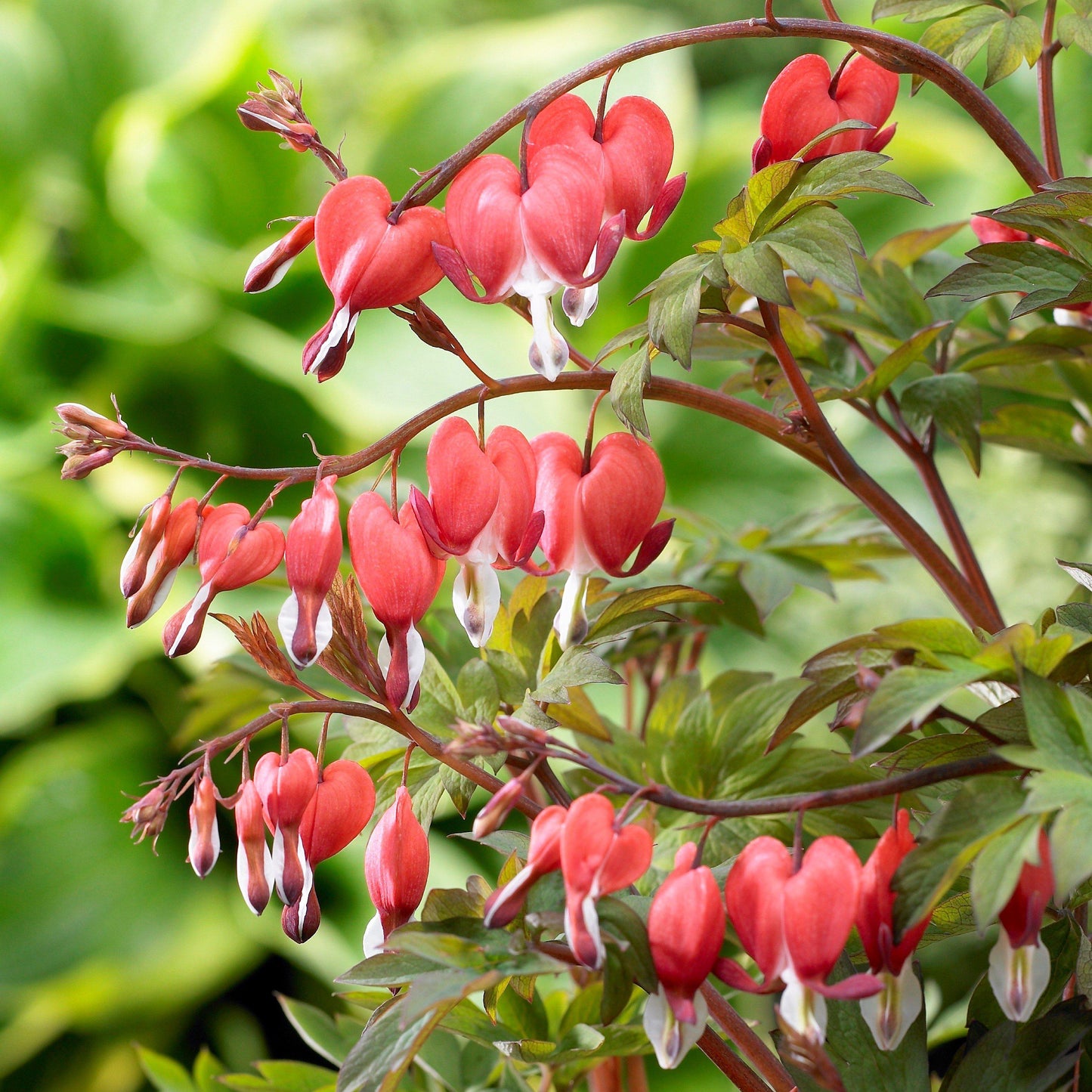 Red Bleeding Heart Flowers