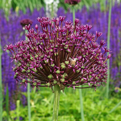 Burgundy Allium Bloom