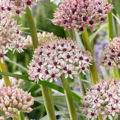 Cream and Rose Allium Blooms