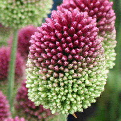 Tiny Pink Allium Buds