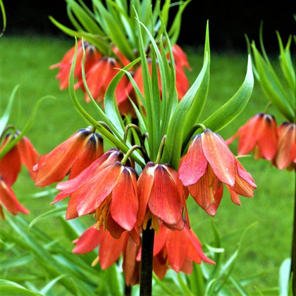 Brilliant Fritillaria Bulbs For Sale Online | Crown Imperial Red – Easy ...