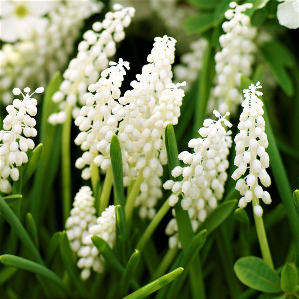 Grape Hyacinth Planting Guide Easy To Grow Bulbs