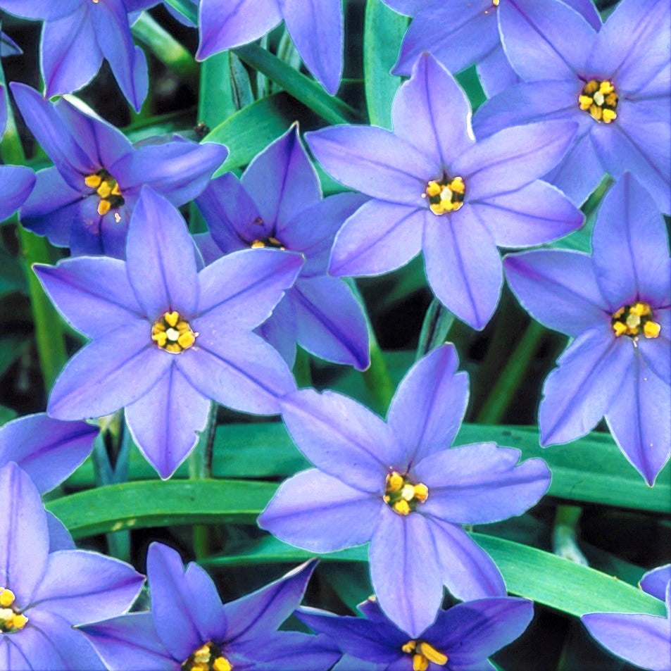 Blue Jesse Starflowers