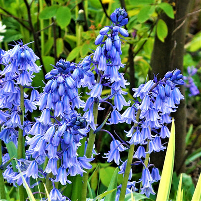 blooming spanish bluebells