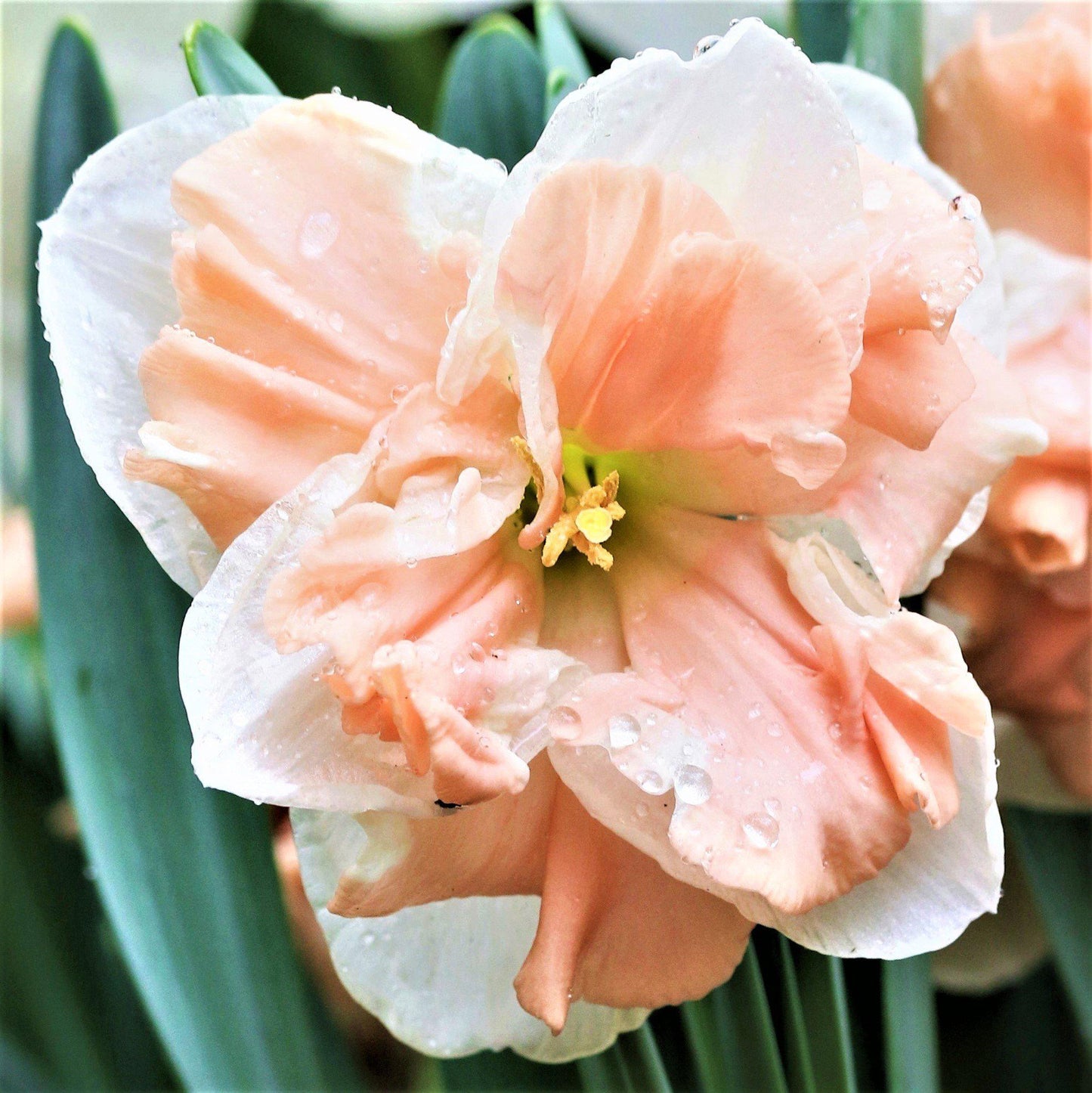 Narcissus Apricot Whirl Bloom