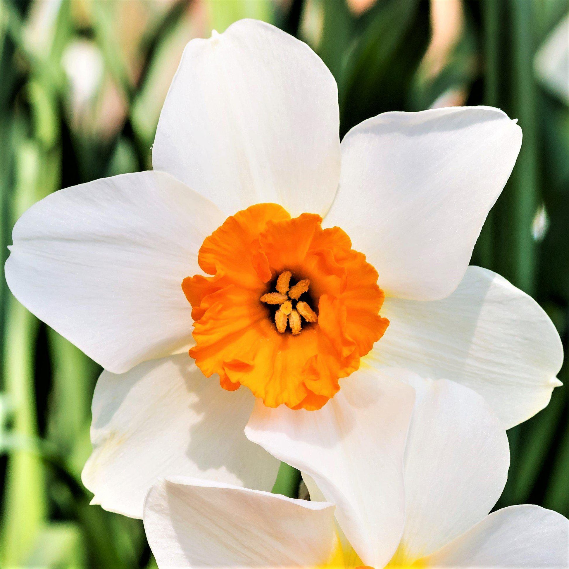 Two-Toned Narcissus Barrett Browning