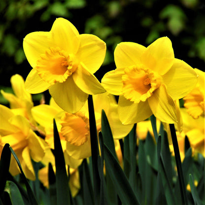 Classic Daffodil Yellow Blooms