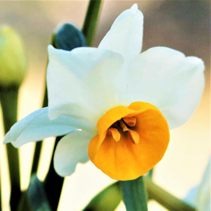 White Petals With a Golden/Tangerine Middle of the Chinese Sacred Lily