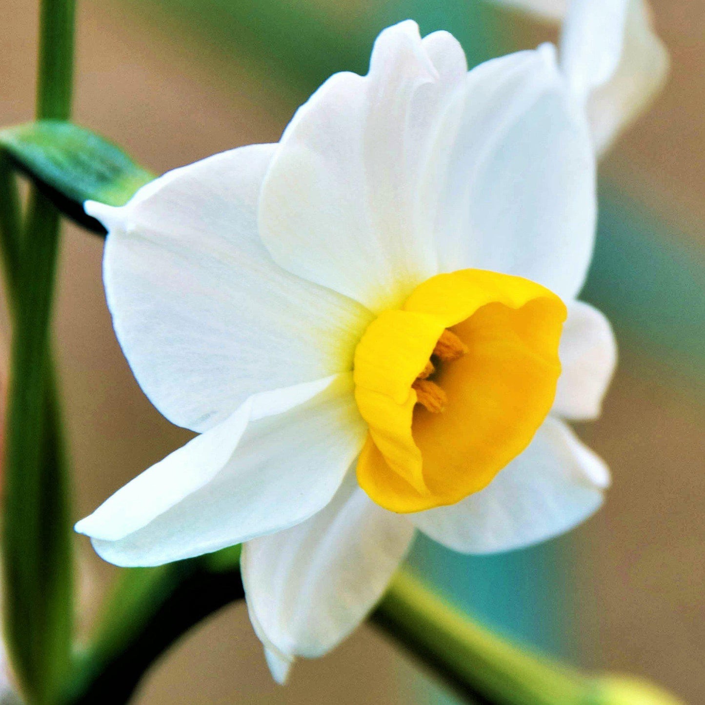 Up-Close View of the White and Golden Chinese Sacred Lily