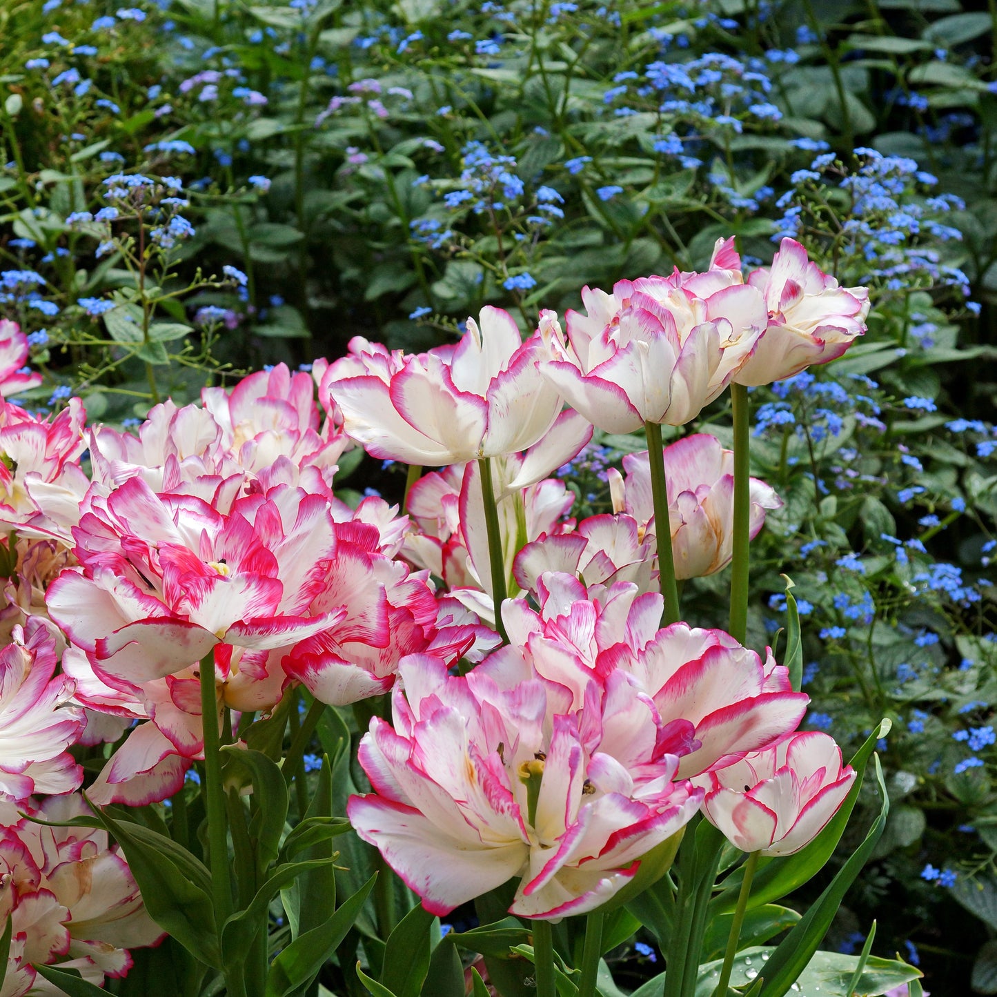 Creamy White and Pink Belicia Tulips