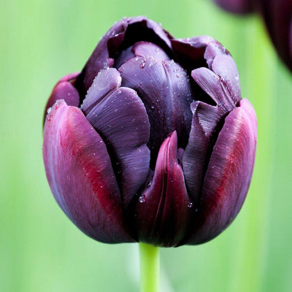 Mixed Allium & Tulip Bulbs for Sale Online | Beauty & Sparkle Blend ...