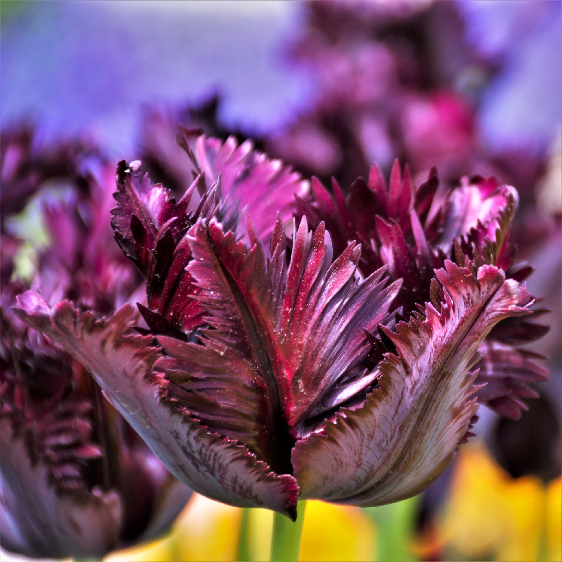 Gorgeous Dark Purple Black Parrot Tulip