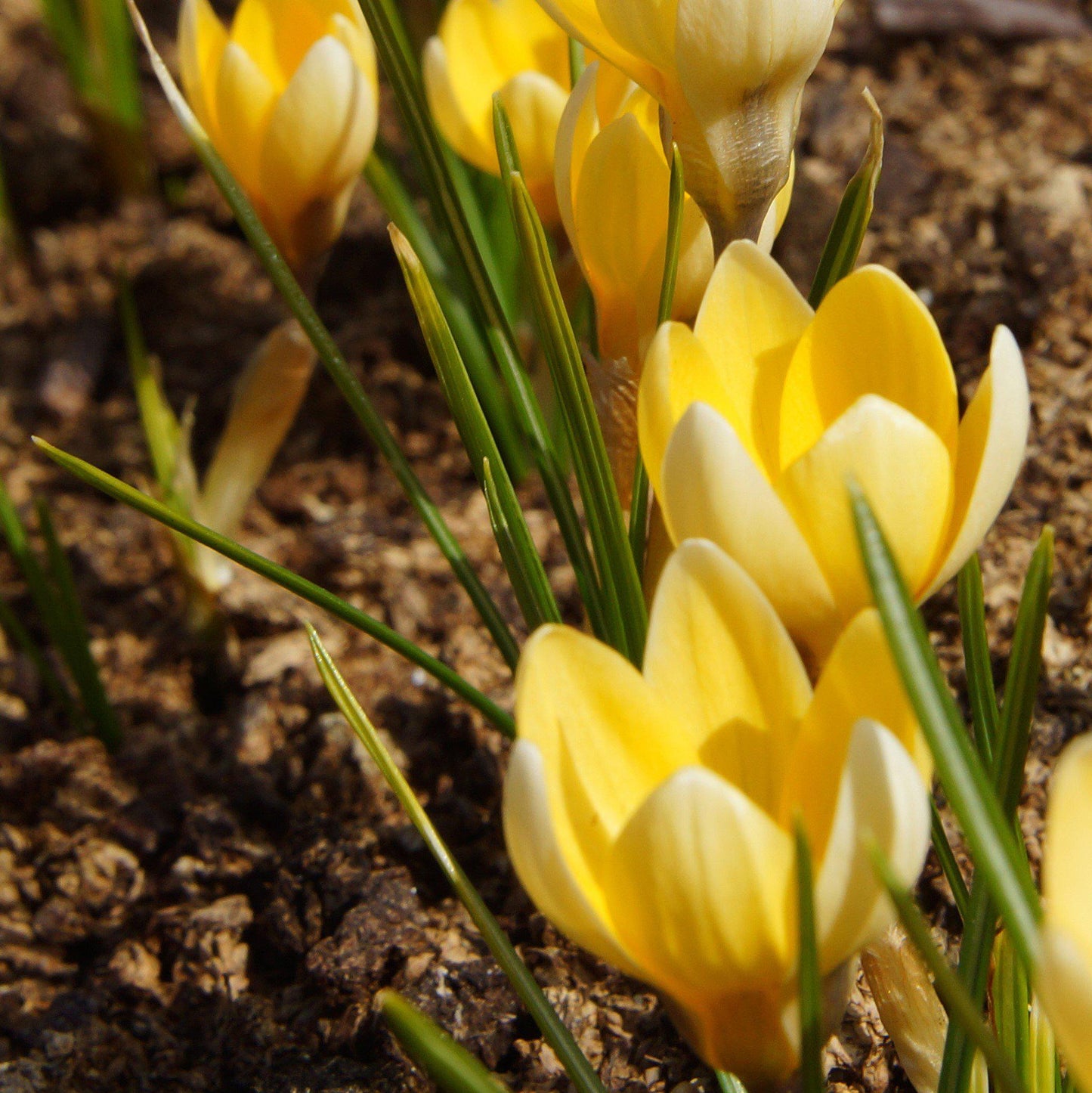 Close up on blooming crocus chrysanthus cream