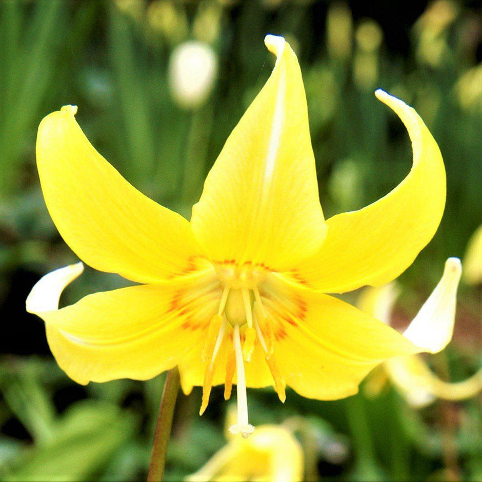 Trout Lilies (Erythronium) – Easy To Grow Bulbs