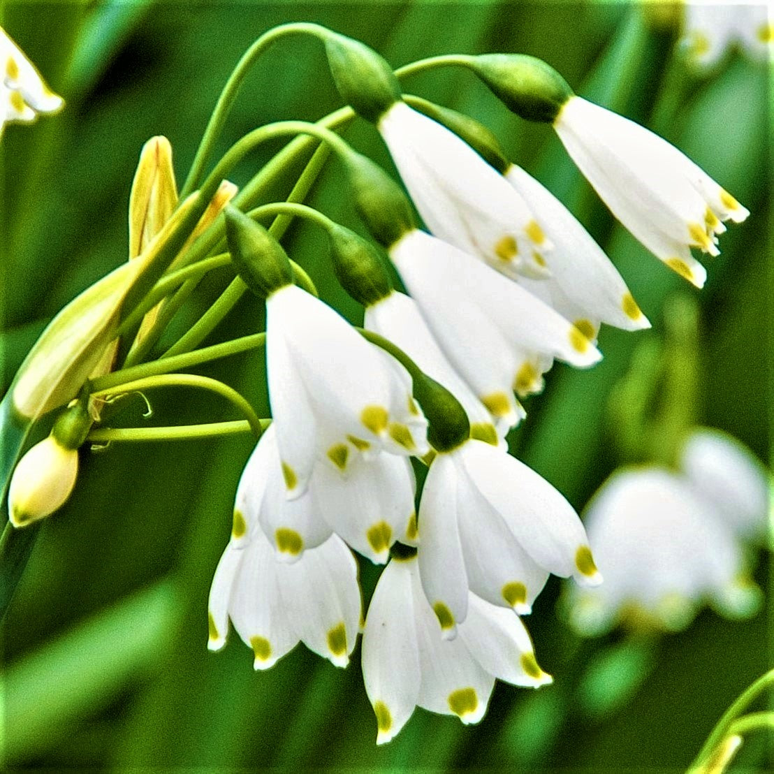 Leucojum - Gravetye Giant