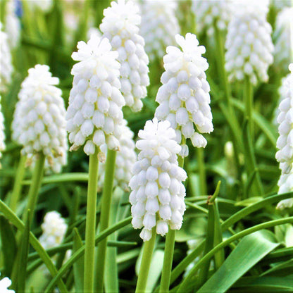 Muscari - Grape Hyacinth Siberian Tiger