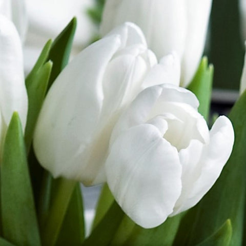 Buy Tulip Bulbs for Sale Online – Easy To Grow Bulbs