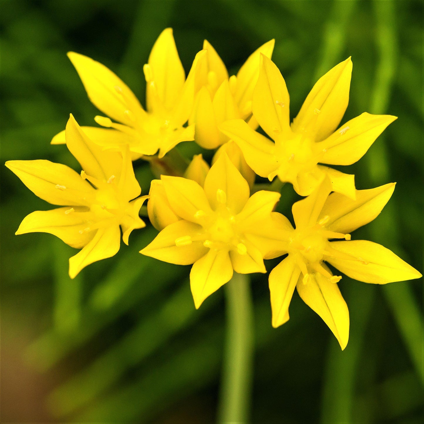 Sunny Yellow Allium Flowers